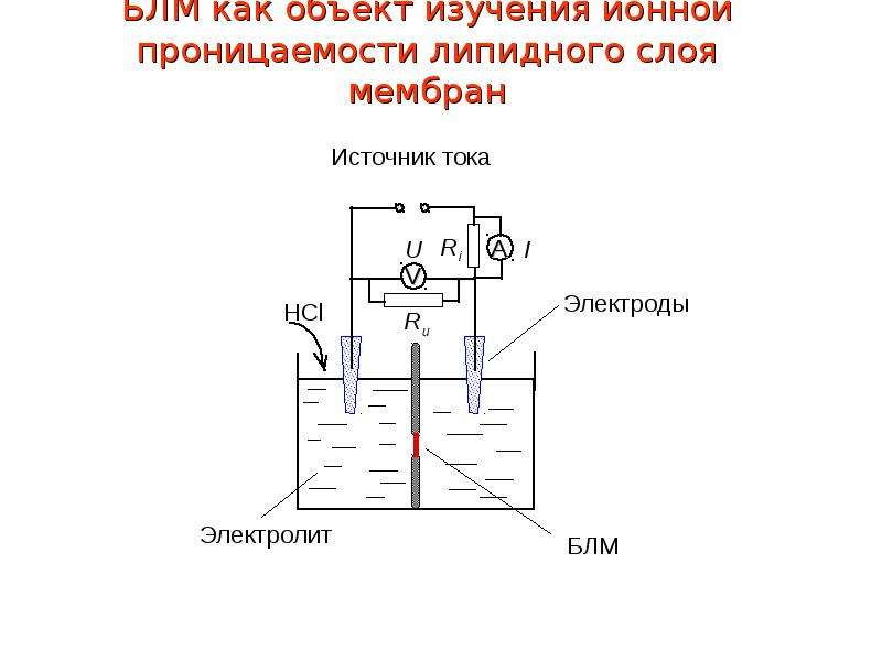 Электроды электролит. Диффузионная проницаемость мембран это. Электрохимическая ячейки мембрана. Диффузионная ячейка. Диффузная проницаемость водорода.