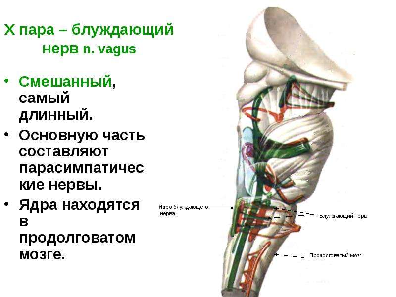 4 пара нервов