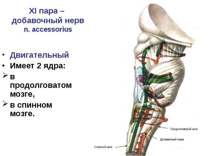 Добавочный нерв схема