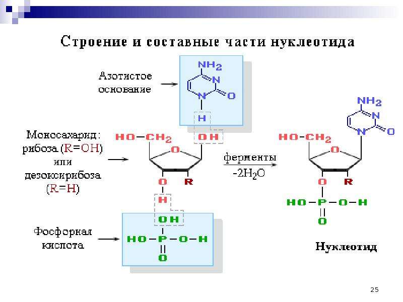 Структура нуклеиновых кислот химия 10 класс презентация