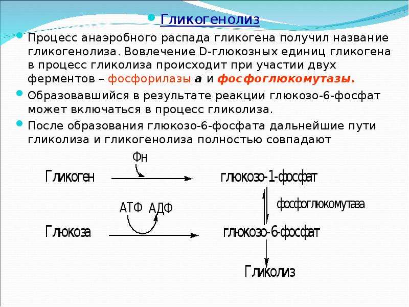 Гликогенолиз. Гликогенолиз Энергетика процесса. Гликогенолиз биохимия энергетическая ценность. Гликогенолиз биохимия кратко. Гликогенолиз энергетический баланс процесса.