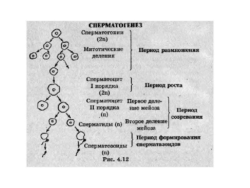 Индивидуальное развитие организма 10 класс биология тест. Размножение и индивидуальное развитие организмов. Бесполое размножение у человека. Размножение и индивидуальное развитие организмов 10 класс. Основной механизм деления в бесполом размножении.