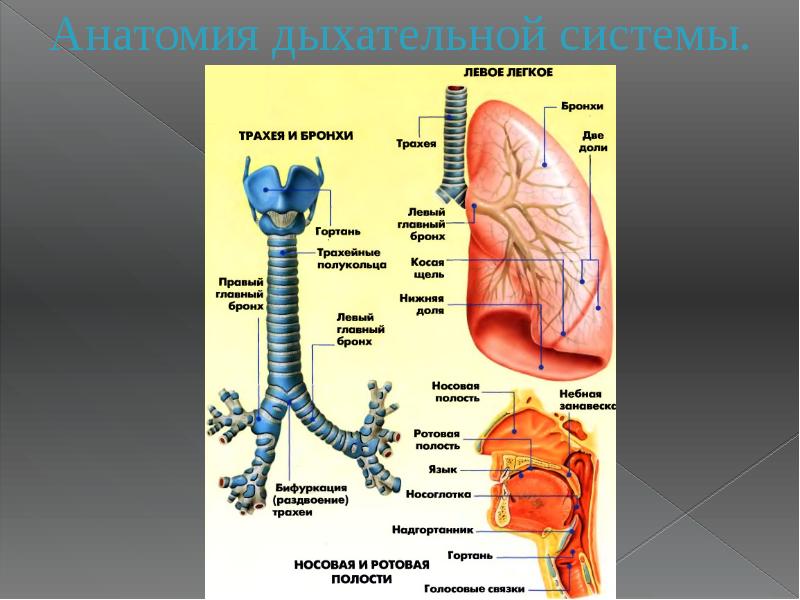 Дыхательная система бронх. Дыхательная система анатомия. Анатомия органов дыхательной системы. Последовательность органов дыхания. Анатомия органов дыхания лекция.