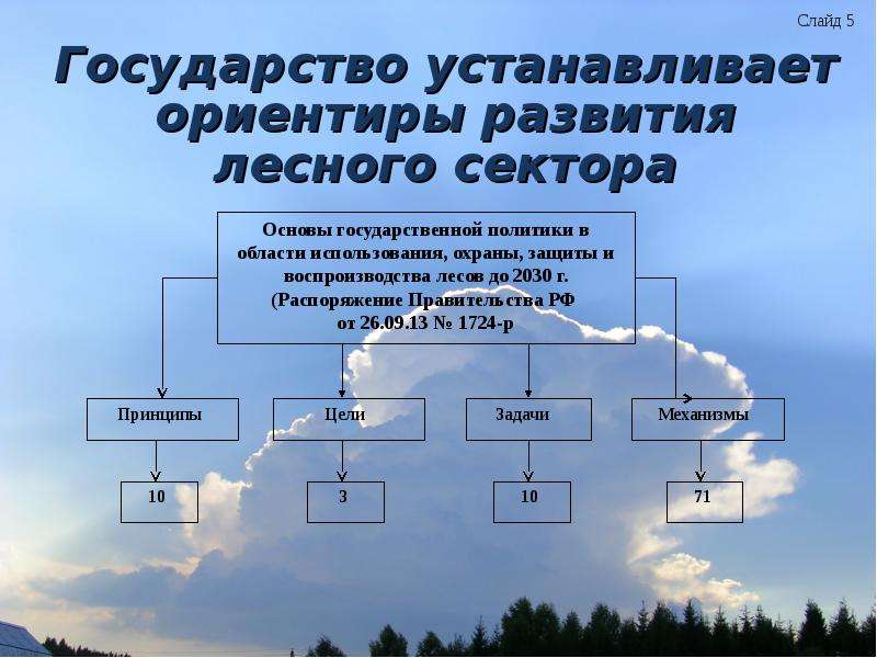 Этапы развития леса