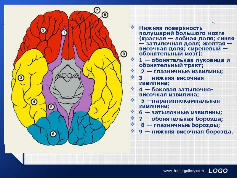 Строение головного мозга снизу. Нижняя поверхность больших полушарий головного мозга. Нижняя поверхность головного мозга анатомия. Мозг снизу