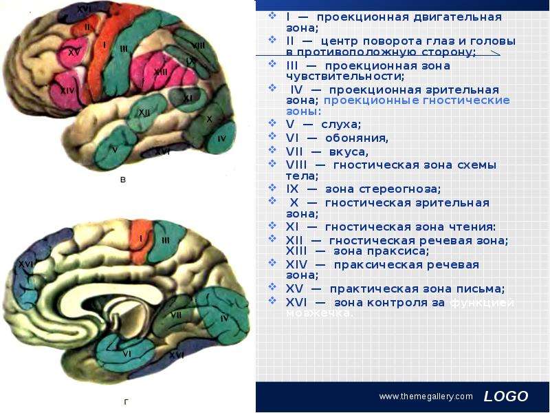 Центр поворота. Гностические зоны мозга это. Проекционные зоны конечного мозга. Проекционные зоны коры больших полушарий таблица. Проекционный центр схемы тела.