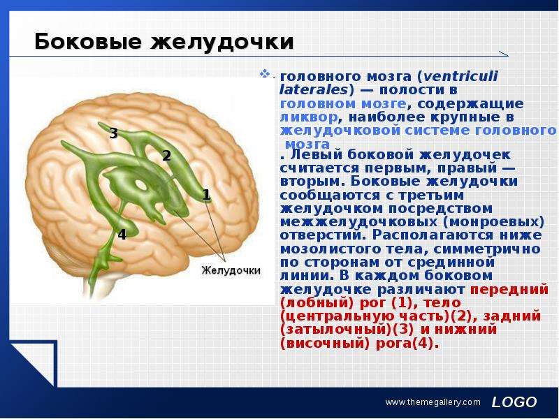 Правый желудочек функции. Желудочки головного мозга. Ликвор. Функции.. Топография желудочков головного мозга. Желудочки конечного мозга анатомия.