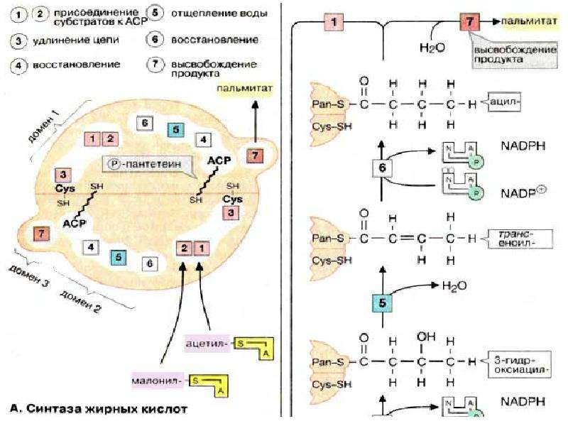 Биохимия печени презентация