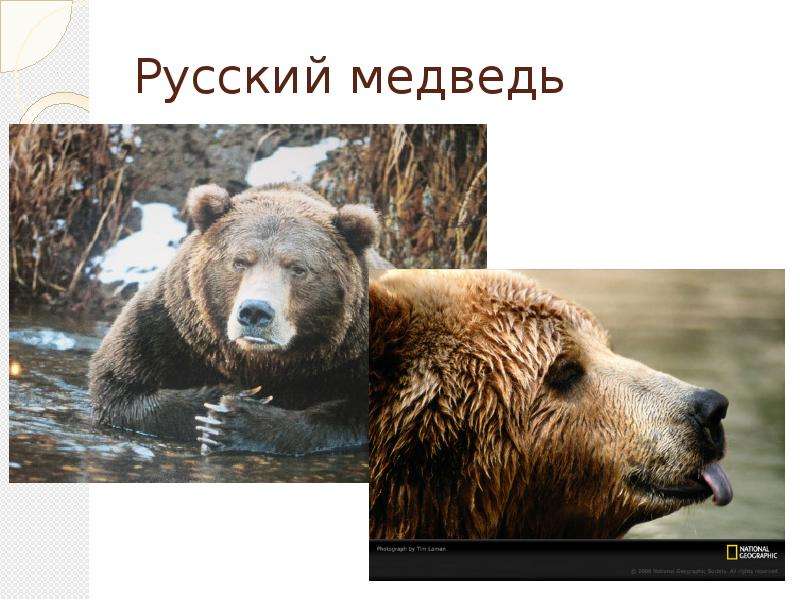 Неофициальный символ россии медведь. Медведь символ России. Неофициальные символы России медведь. Неофициальные символы России картинки. Неофициальные символы России медведь для детей.