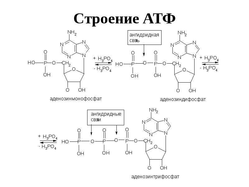 Атф состав элементы