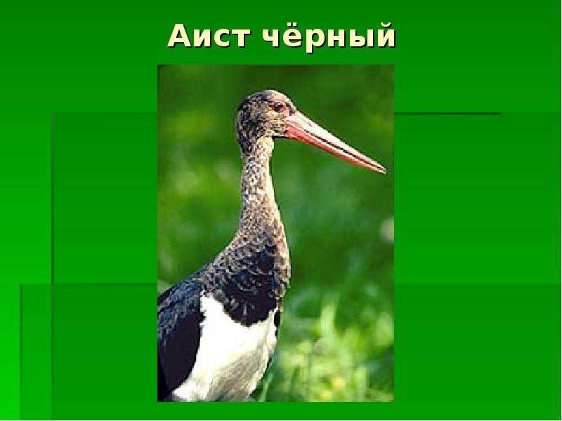 Картинка красная книга тюменской области