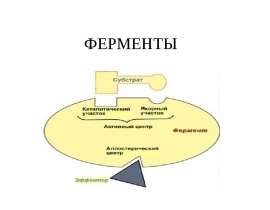Ферменты. Значение ферментов