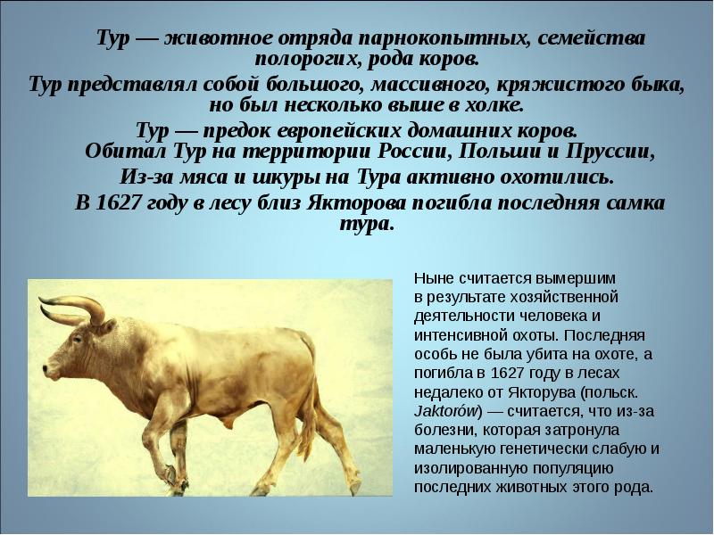 Кто такой тур. Тур предок коровы. Дикий предок коровы. Предки домашних коров. Предки современных коров.