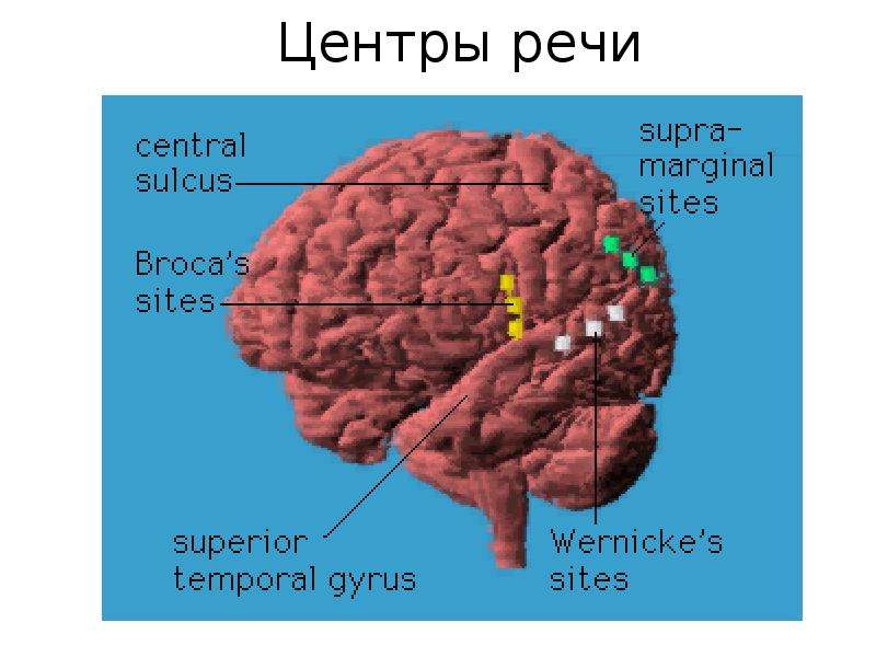 Центр речи