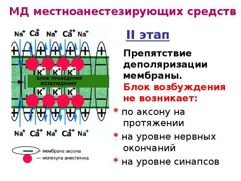 Средства влияющие на афферентную иннервацию презентация