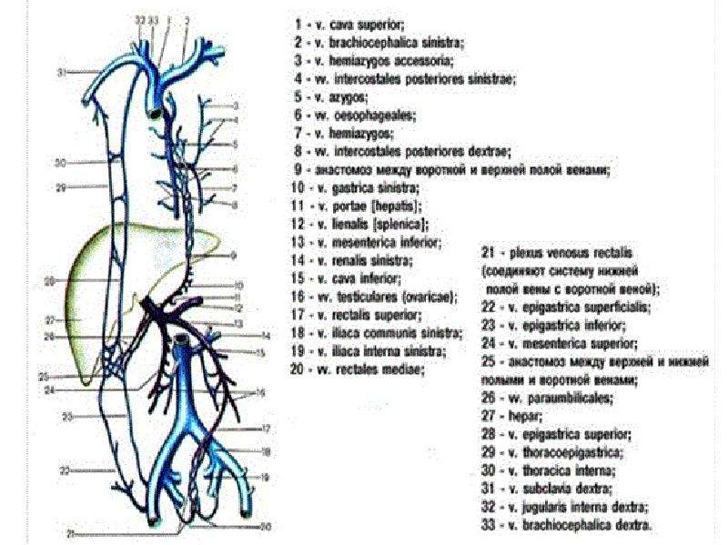 Схема верхней и нижней полой вены и