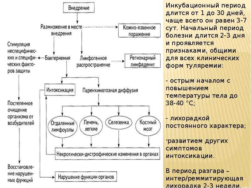 План обследования при туляремии