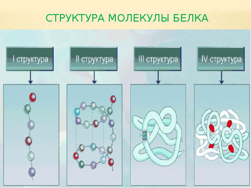 Белки схема строения