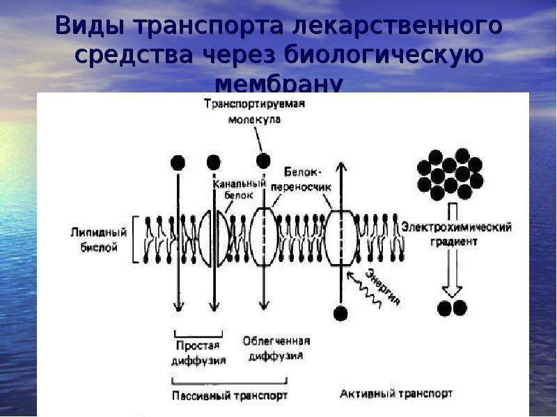 Механизмы транспорта. Виды транспорта лекарственных средств через биологические мембраны. Виды транспорта лекарственных средств через клеточную мембрану. Механизмы транспорта лекарственных средств через мембраны. Механизмы транспорта лекарственных средств через биомембраны.