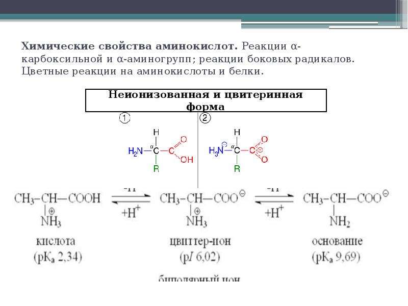 Реакции на белки. Химические свойства α-аминокислот. Химические свойства а-аминокислот реакции аминогруппы. Химические реакции аминокислот по аминогруппе. Химические свойства радикалов аминокислот.