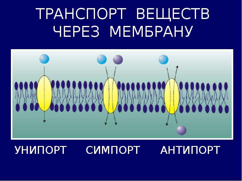 Через мембрану. Симпорт и антипорт. Унипорт симпорт антипорт. Облегченная диффузия антипорт. Транспорт веществ через мембраны Унипорт симпорт.