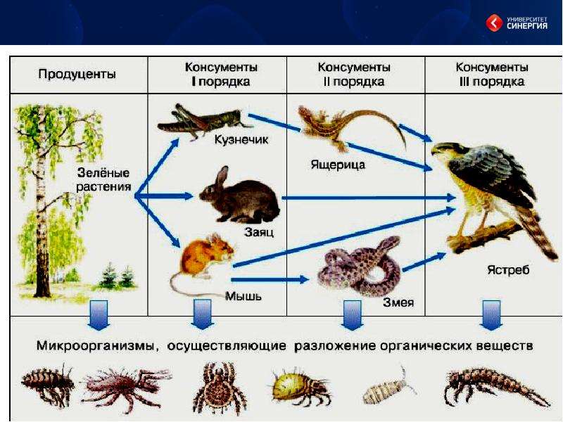 Продуценты консументы редуценты схема пищевая цепь