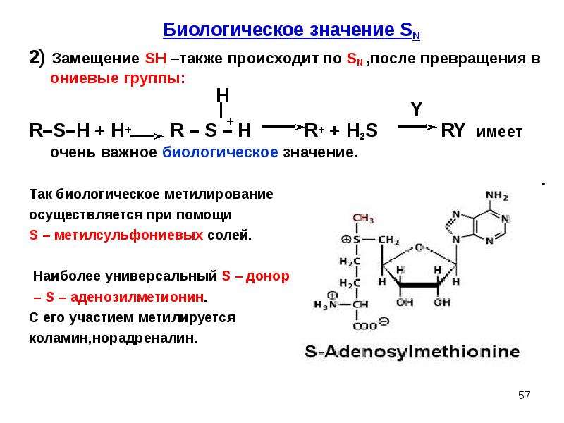 Окисление тиолов. Метилирование тиолов. Биологическое значение спиртов.