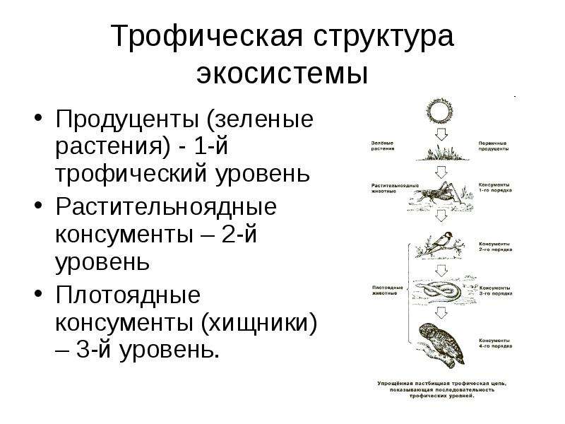 Трофические уровни экосистемы презентация