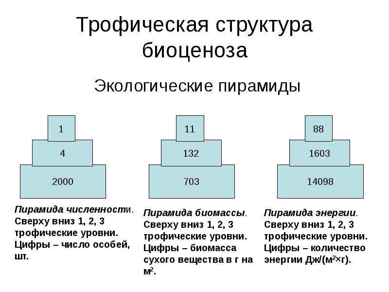 Схема экологической пирамиды