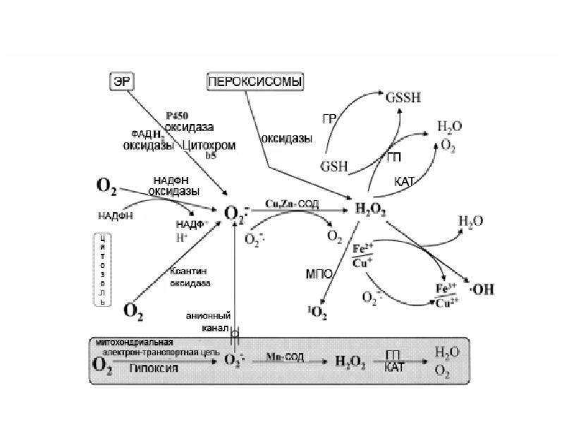 Биологическое окисление биохимия схема