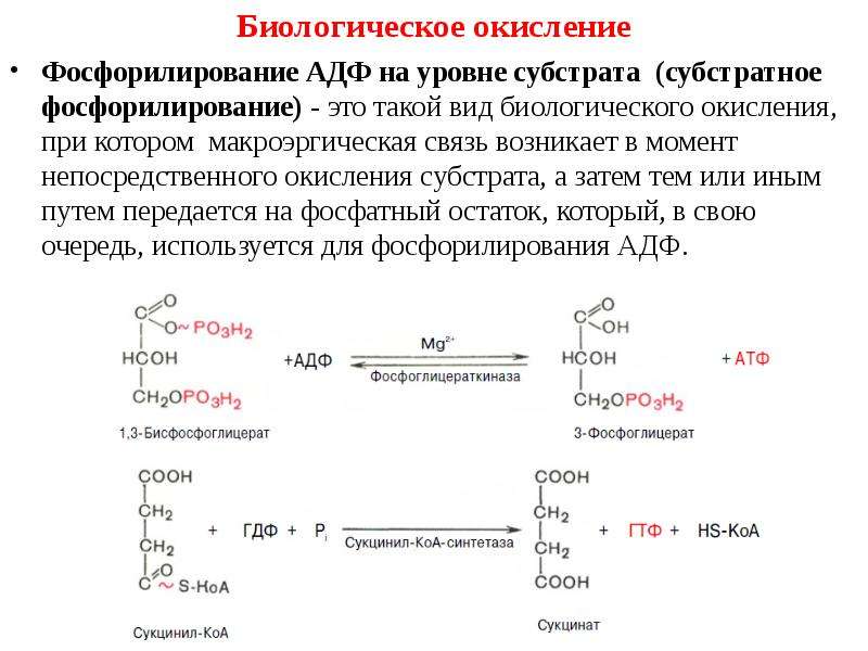 Современная схема биологического окисления