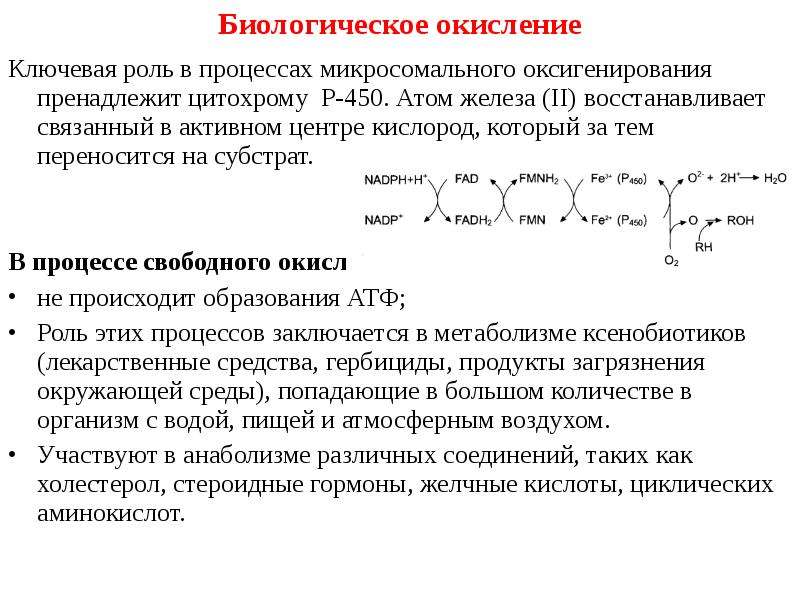 Биологическое окисление схема