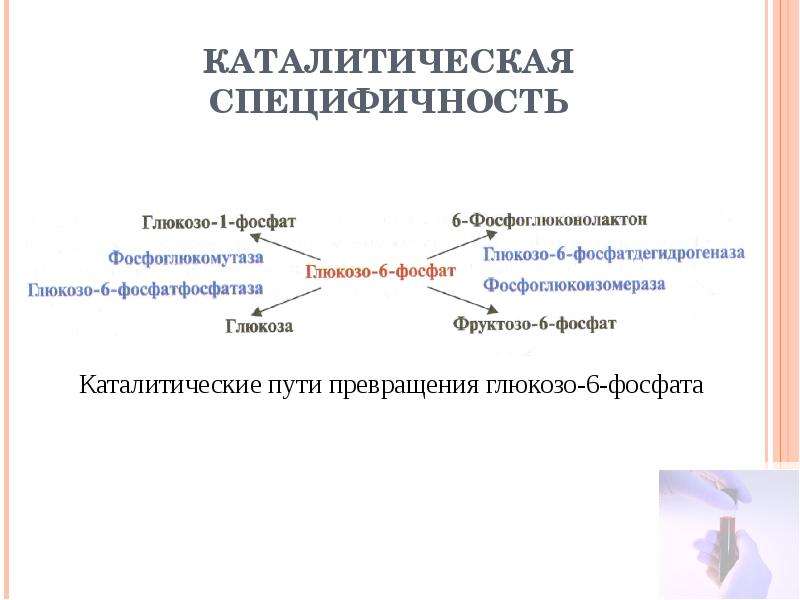 Каталитическая. Глюкозо 6 фосфат каталитическая специфичность. Каталитическая специфичность ферментов. Каталитическая специфичность ферментов пример. Специфичность пути превращения.