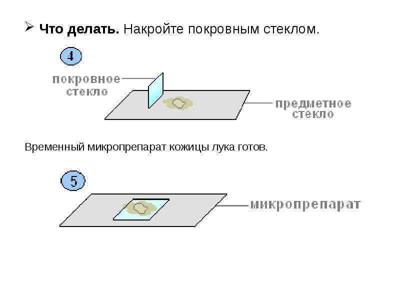 Почему важно накрыть препарат покровным стеклом именно так как показано на рисунке