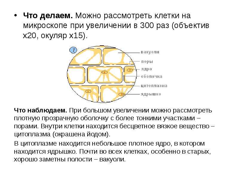 Рисунок был выполнен при работе с микроскопом на котором указано увеличение окуляра 15 увеличение 40