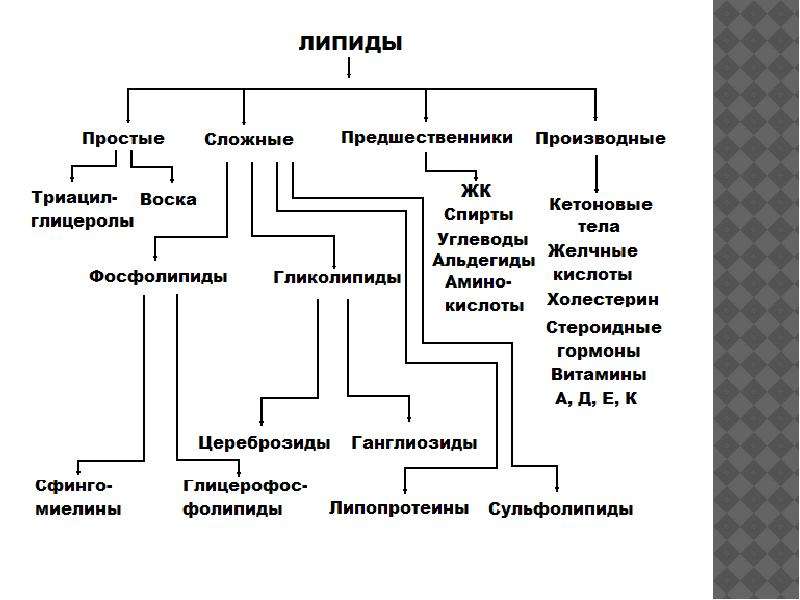 Функции липидов тканей. Липиды их строение классификация и функции. Структура, классификация, функции липидов. Строение липидов. Общее строение липидов.