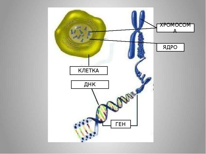 Какая молекула днк в ядре. Клетка ДНК. ДНК В ядре клетки. Ген ДНК хромосома. Молекула ДНК И хромосома.