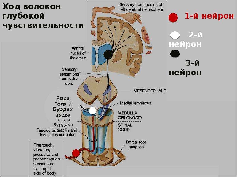 Пучок бурдаха и голля схема