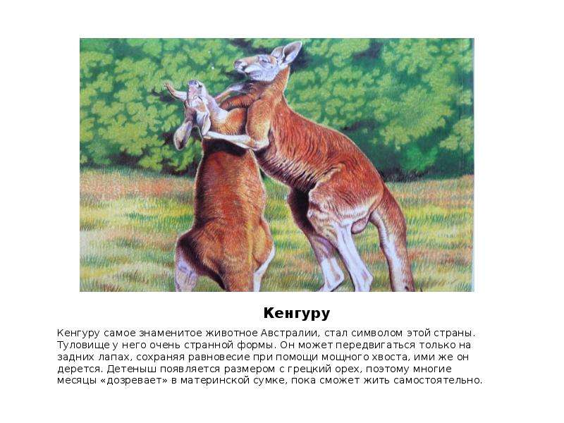 Животный мир австралии описание