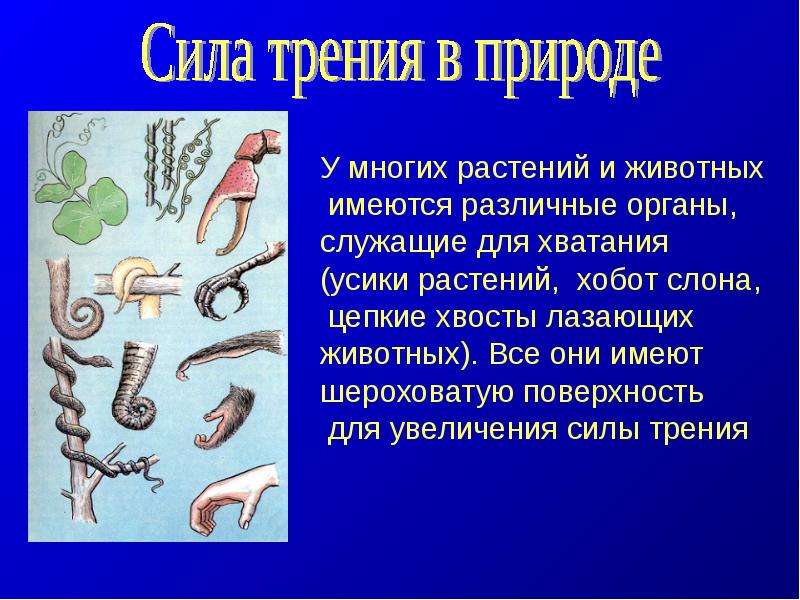 Доклад на тему сила. Сила трения в природе. Сила трения в природе и технике. Трение в природе. Сила трение в природе и технике.