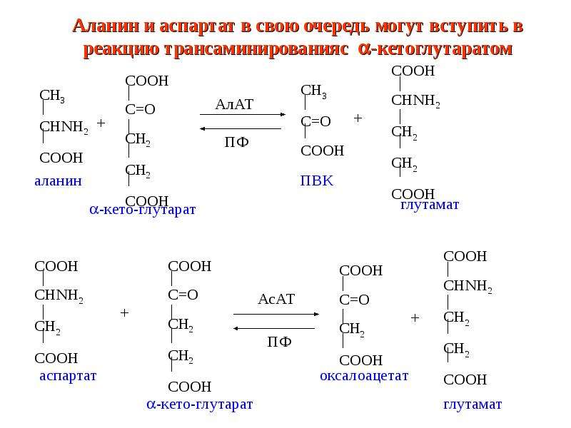 Трансаминирование аланина