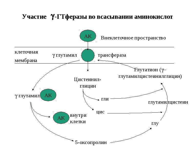 Происходит всасывание аминокислот и простых углеводов. Обмен простых белков и аминокислот. Обмен простых белков и аминокислот в клетках. Трансаминирование аминокислот. Трансаминирование и дезаминирование аминокислот.