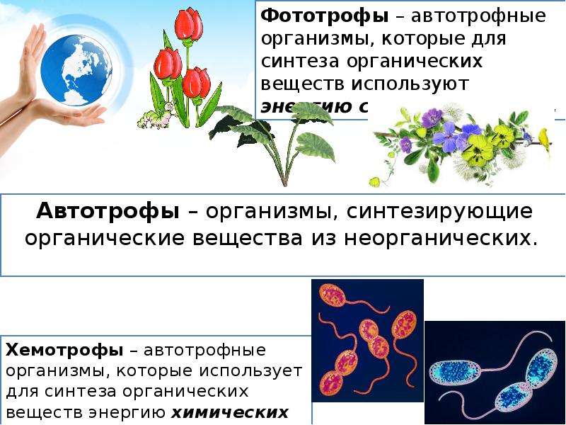 Организмы синтезирующие органические. Какие организмы синтезируют органические вещества. Среда обитания автотрофов. Автотрофы синтезируют органические вещества из неорганических. Из органических в неорганические.