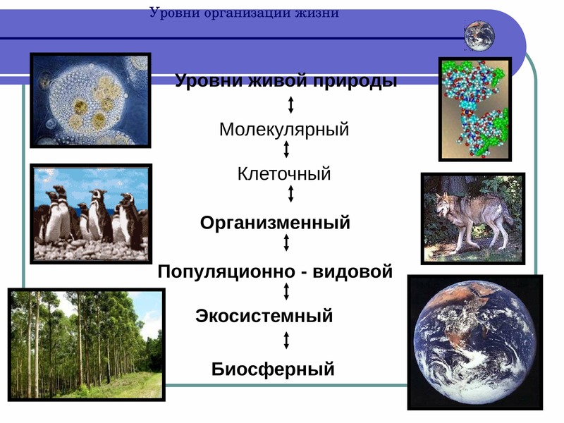 Молекулярный уровень организации живой материи значение и роль в природе презентация 11 класс