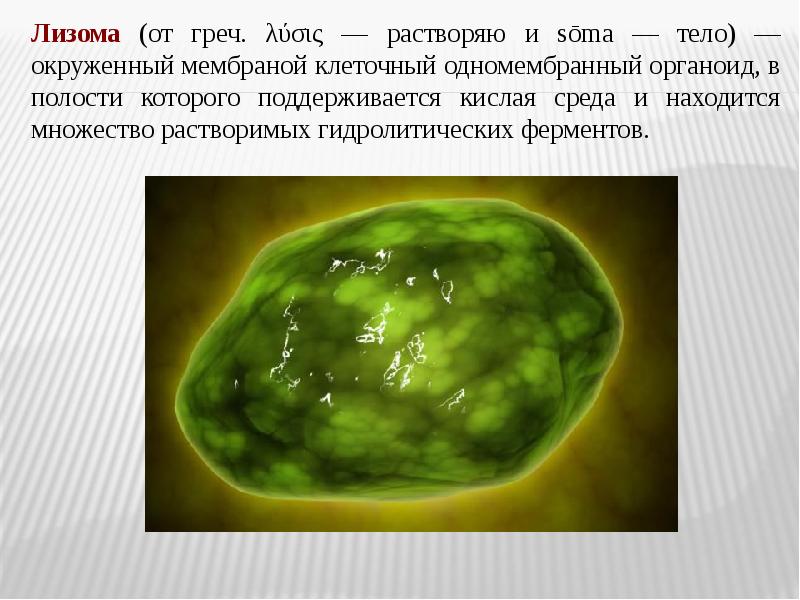 Органоиды содержащие хлорофилл