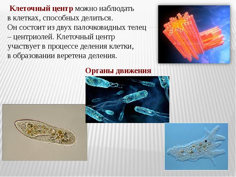 Противоспирохетозные средства презентация