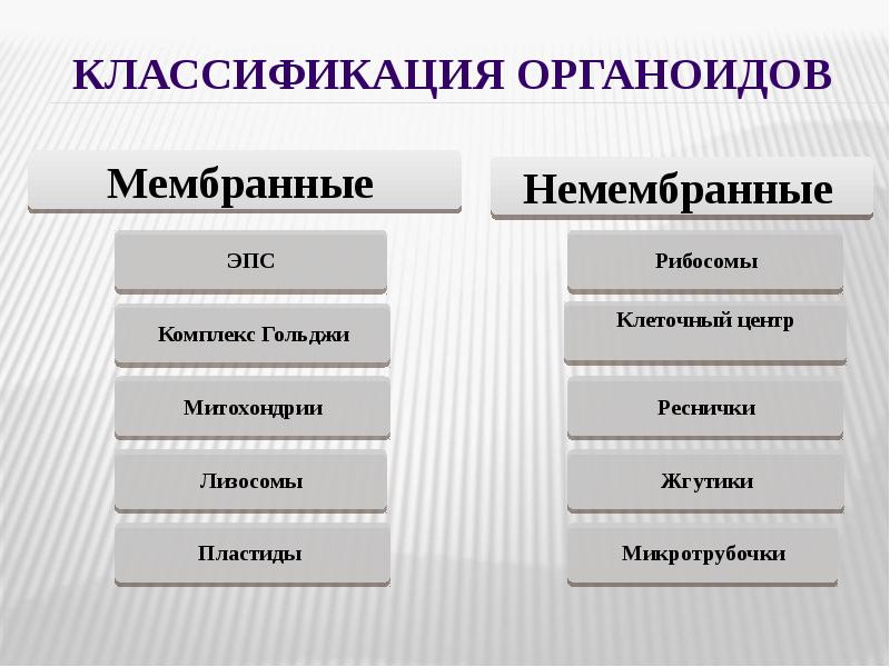 Рассмотрите предложенную схему классификации органоидов