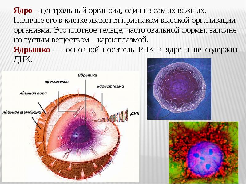 Органоид клетки ядро функции. Ядро клетки. Ядро органоид. Органоид ядрышко. Органоиды клетки ядро.
