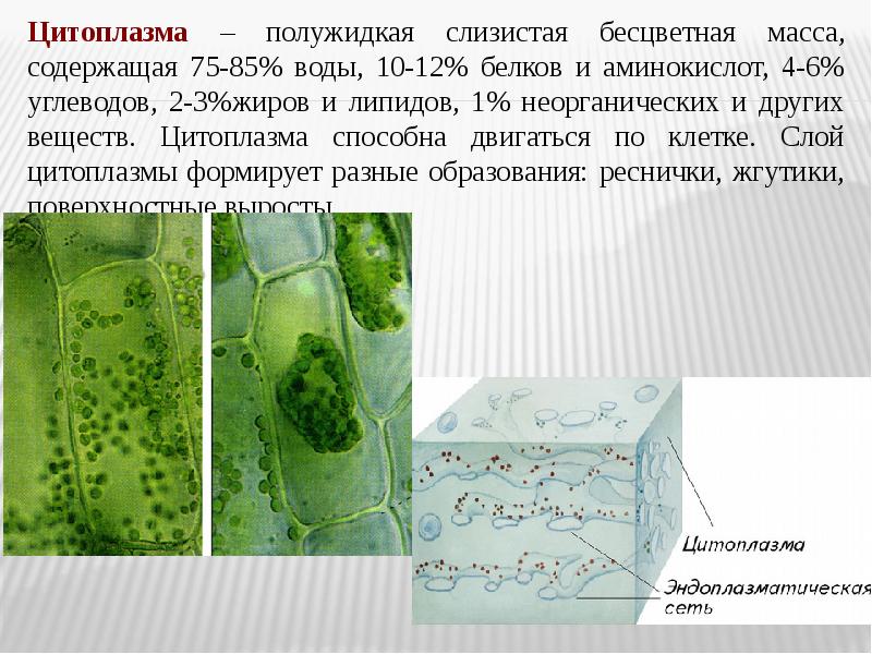 Органоиды содержащие хлорофилл