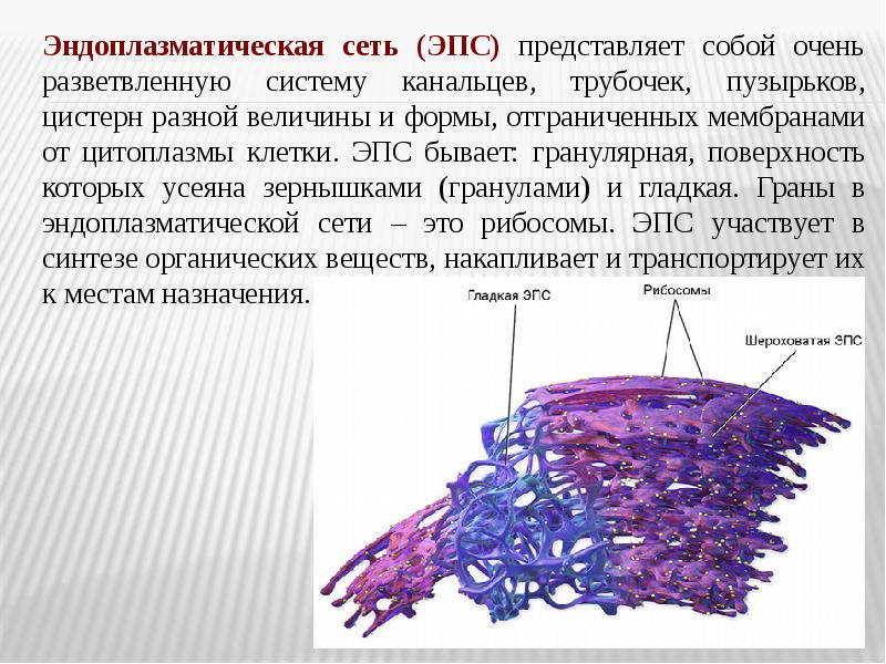 Органоид представляющий. Органоид отвечающий за окраску по Граму. Органоид состоящий из трубочек. Органоиды специального назначения эпителия. Органоид трубочки.